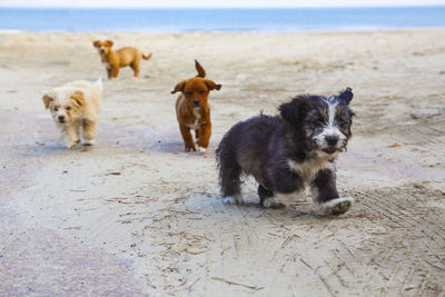 Dogs on the beach