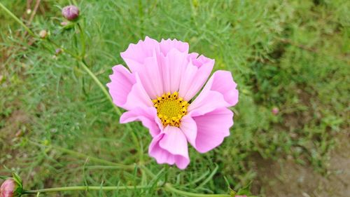 High angle view of pink flower blooming outdoors