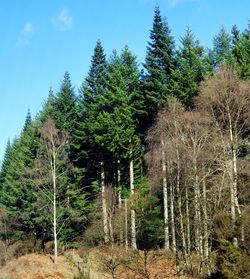 Pine trees in forest against sky