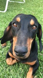 Close-up portrait of dog