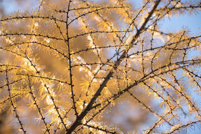 Autumn yellow needles of larch covered first snow, bottom view, selective soft focus. 