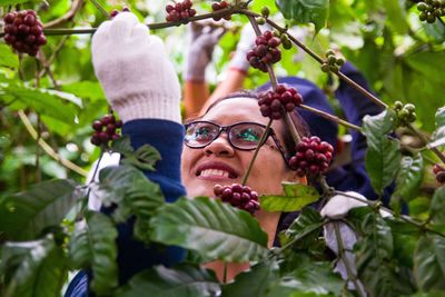 Smiling woman harvesting coffee beans on branches 