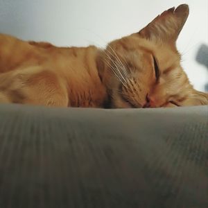 Close-up of cat sleeping