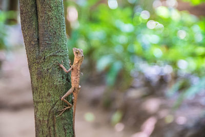 Close-up of lizard on tree trunk