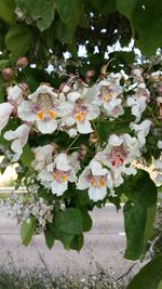 Close-up of white flowers blooming outdoors