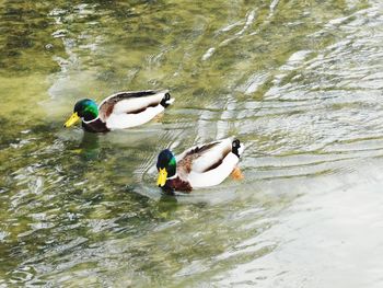 High angle view of men swimming in lake