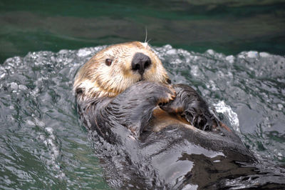 High angle view of sea otter swimming in water