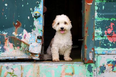 Portrait of dog against blue door