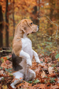 View of a dog sitting on ground during autumn