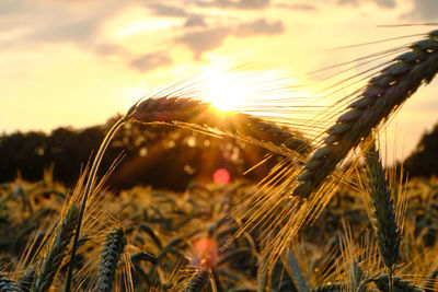 Close-up of wheat field against sky during sunset
