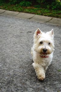 Portrait of dog