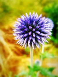 Close-up of purple flowers blooming