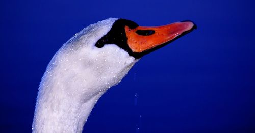 Close-up of swan against lake