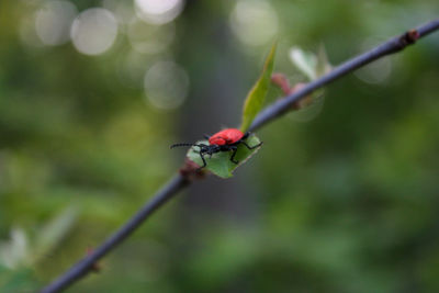 Close-up of insect on plant