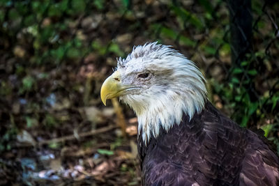 Close-up of a eagle