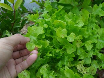 Close-up of hand touching lettuce