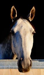 Close-up of horse