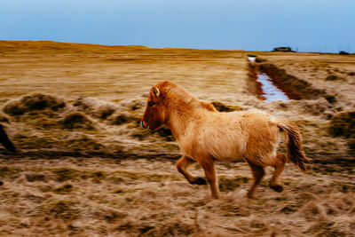 Icelandic horse running on field