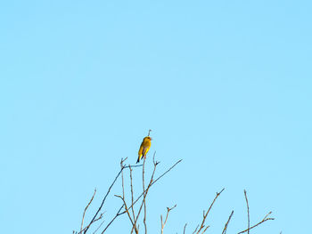 Low angle view of bird perching on clear blue sky