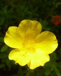 Close-up of yellow flower