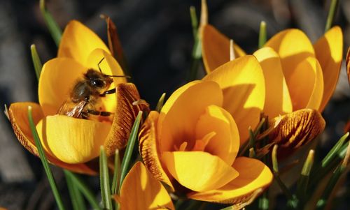 Close-up of honey bee on yellow flower