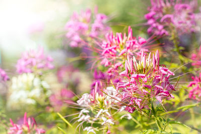 Close-up of pink flowering plants