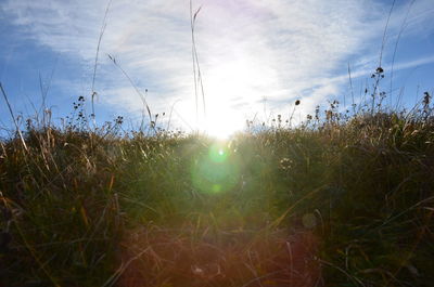 Grass on field against sky