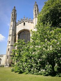 Low angle view of king's college chapel in sunshine with horse chestnut tree in flower