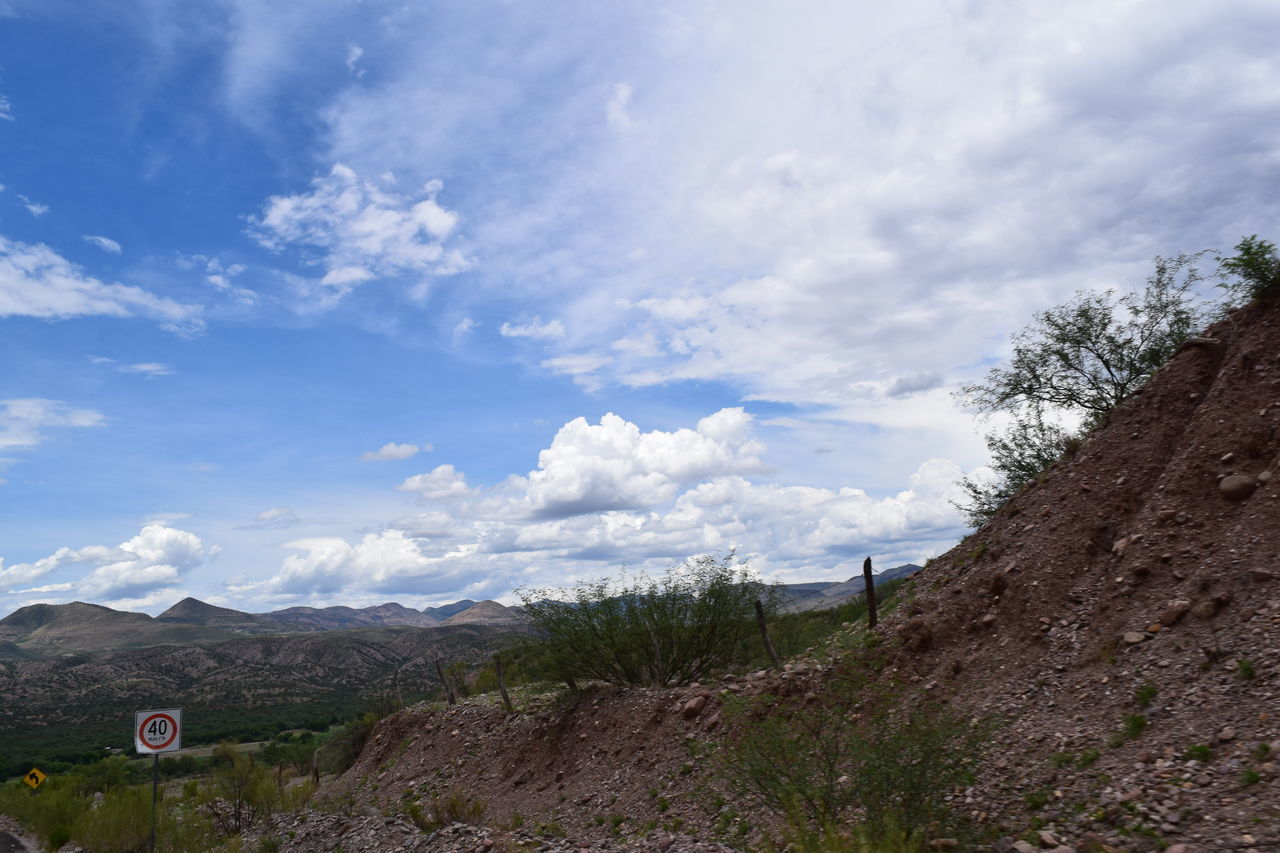 PLANTS GROWING ON LAND AGAINST SKY