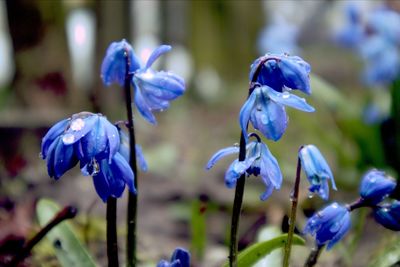 Close-up of purple flowering plants