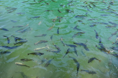 High angle view of fish swimming in water