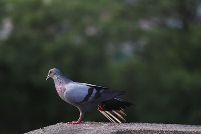 Close-up of pigeon perching on retaining wall