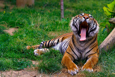 Close-up of tiger yawning