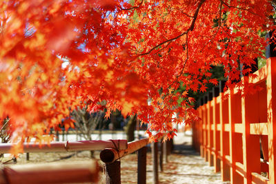 Red maple leaf on tree during autumn