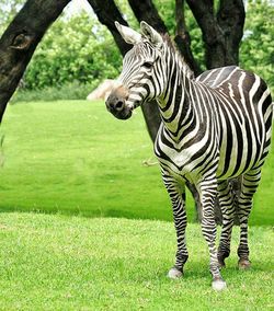 Zebras standing in a field