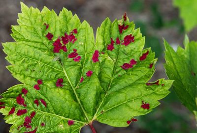 Close-up of fresh green plant