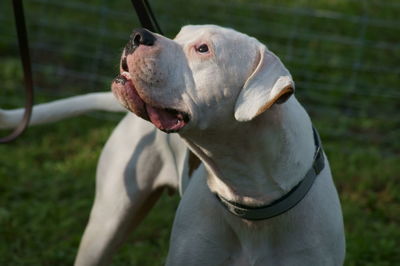 Close-up of dog outdoors