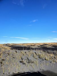 Scenic view of field against blue sky