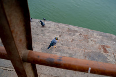 High angle view of bird perching on railing