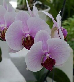 Close-up of pink orchid blooming outdoors