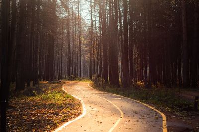 Road amidst trees in forest