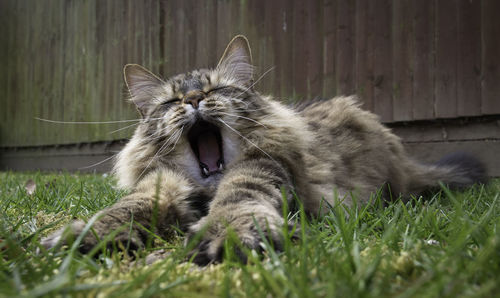 Portrait of a fluffy long haired cat on a grass lawn yawning. 