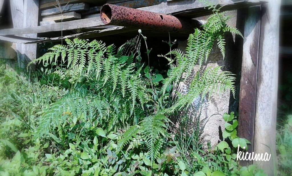 green color, growth, plant, wood - material, high angle view, nature, field, day, leaf, outdoors, front or back yard, close-up, agriculture, no people, rural scene, sunlight, farm, palm tree, growing, wooden