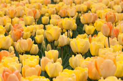 Close-up of yellow tulips blooming outdoors