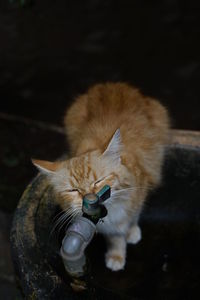 High angle view of cat drinking water