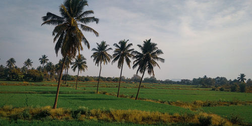 Palm trees on field against sky