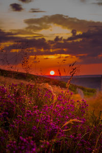 Purple flowering plants by sea against sky during sunset