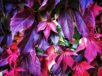 Full frame shot of maple leaves on plant during autumn