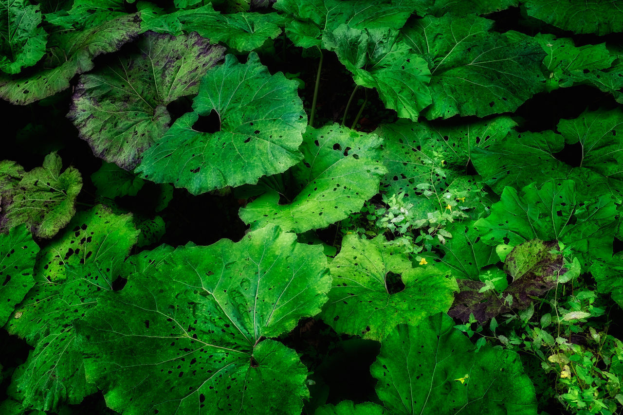 FULL FRAME SHOT OF FRESH LEAVES