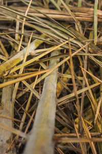 High angle view of dry plants on field